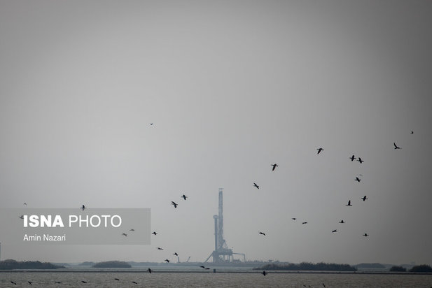 پرندگان تالاب هورالعظیم