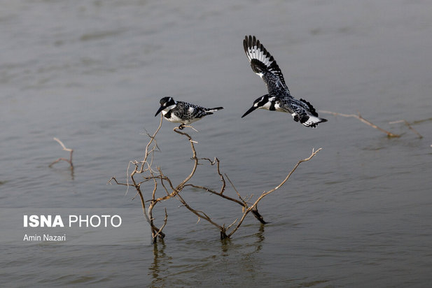 پرندگان تالاب هورالعظیم
