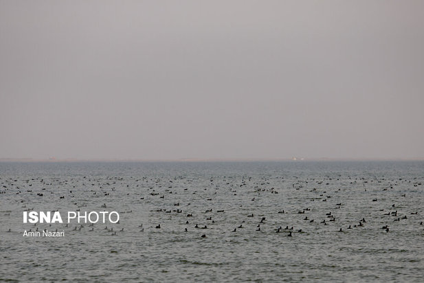 پرندگان تالاب هورالعظیم