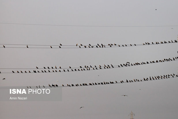 پرندگان تالاب هورالعظیم