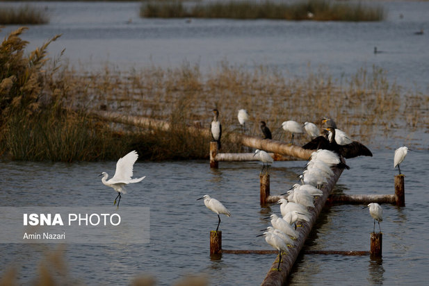 پرندگان تالاب هورالعظیم