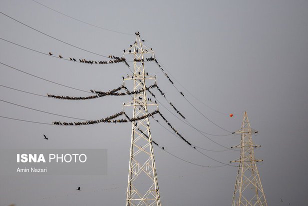 پرندگان تالاب هورالعظیم