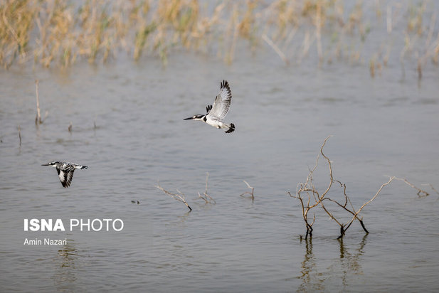 پرندگان تالاب هورالعظیم