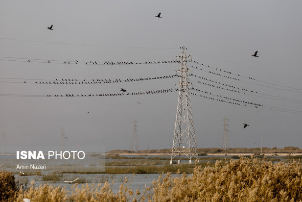پرندگان تالاب هورالعظیم