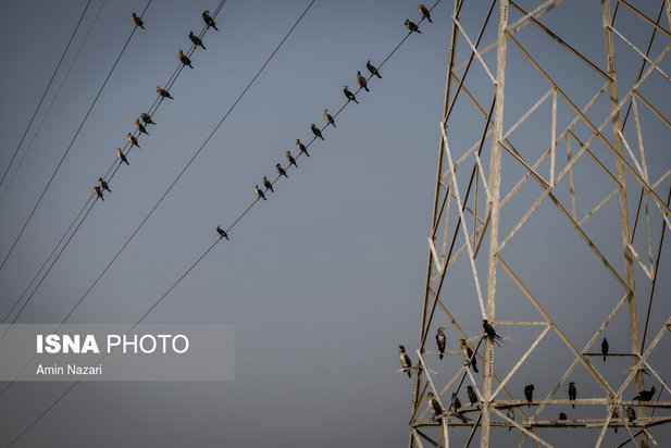 پرندگان تالاب هورالعظیم