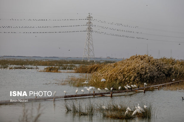 پرندگان تالاب هورالعظیم