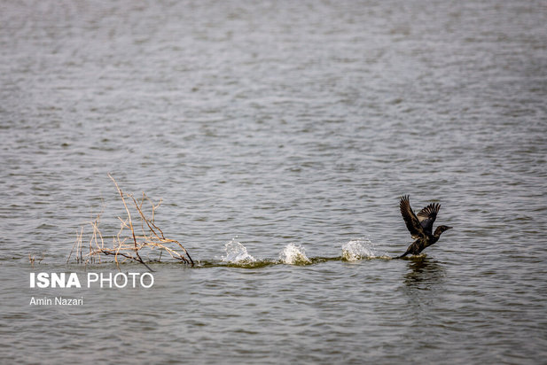 پرندگان تالاب هورالعظیم