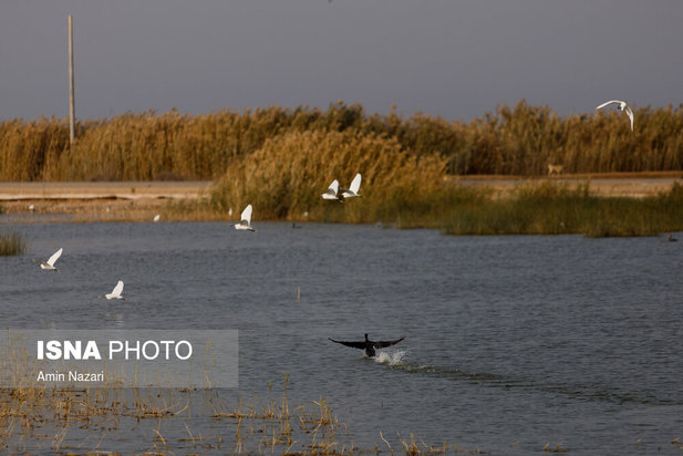 پرندگان تالاب هورالعظیم