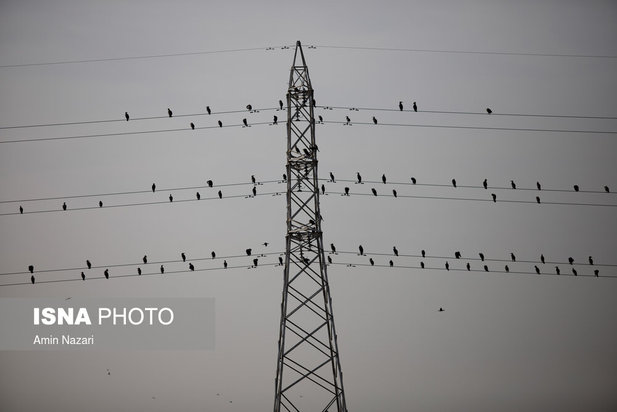 پرندگان تالاب هورالعظیم