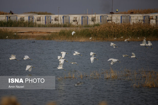 پرندگان تالاب هورالعظیم
