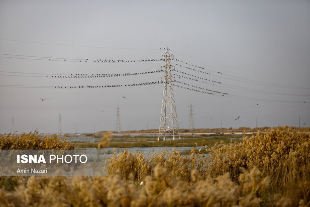 پرندگان تالاب هورالعظیم