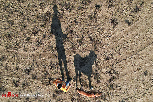 جنگ خونین سگ‌ها