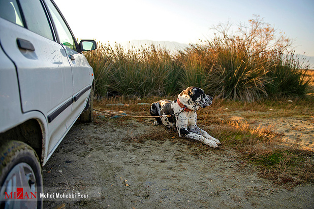 جنگ خونین سگ‌ها