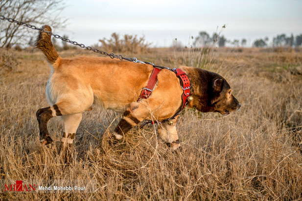 جنگ خونین سگ‌ها