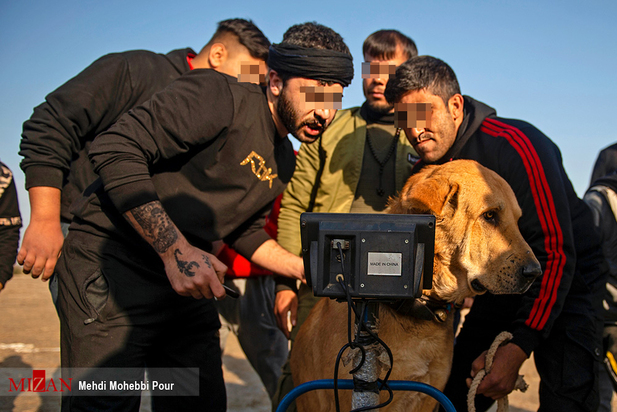 جنگ خونین سگ‌ها