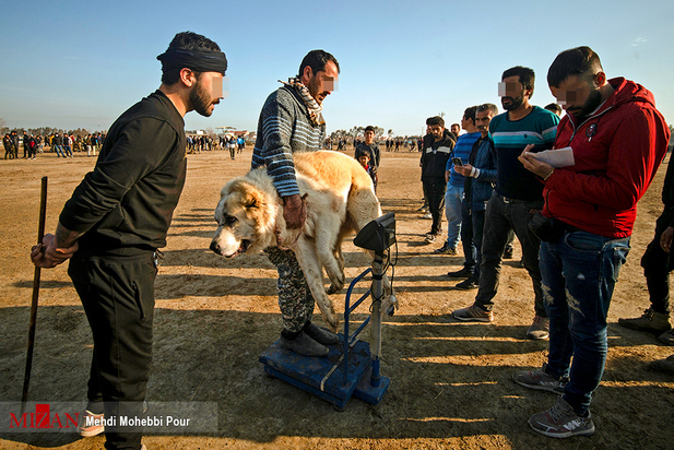 جنگ خونین سگ‌ها