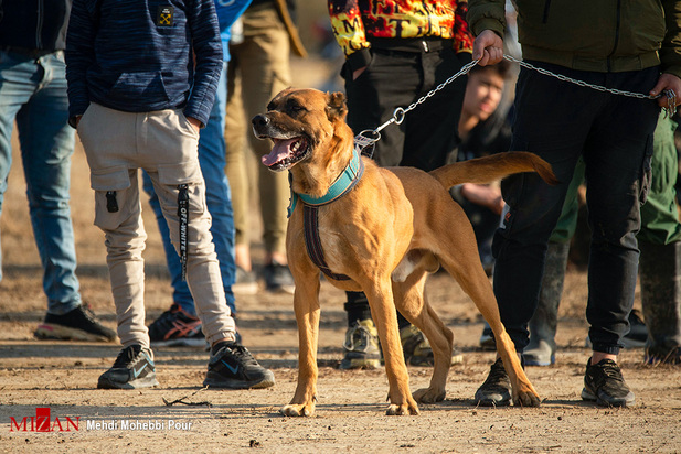 جنگ خونین سگ‌ها