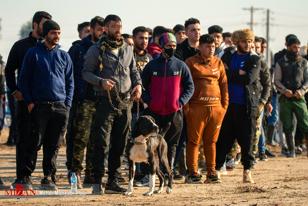 جنگ خونین سگ‌ها