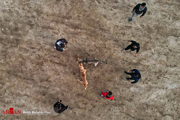 جنگ خونین سگ‌ها