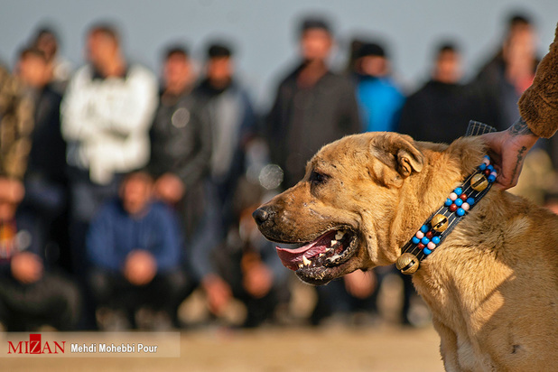 جنگ خونین سگ‌ها