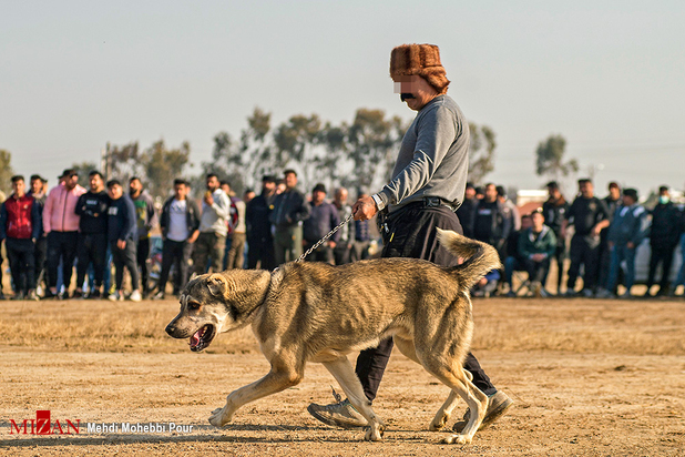 جنگ خونین سگ‌ها