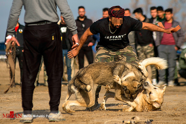 جنگ خونین سگ‌ها