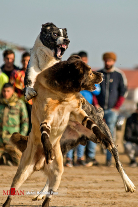 جنگ خونین سگ‌ها