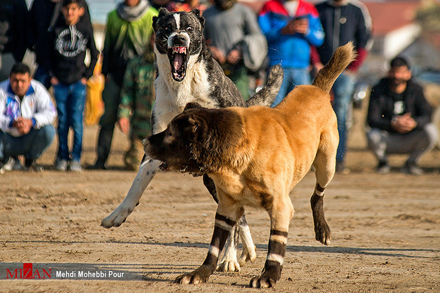 جنگ خونین سگ‌ها