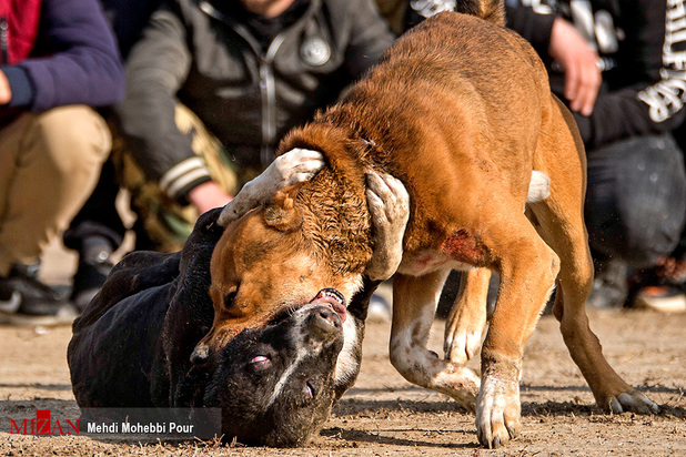 جنگ خونین سگ‌ها