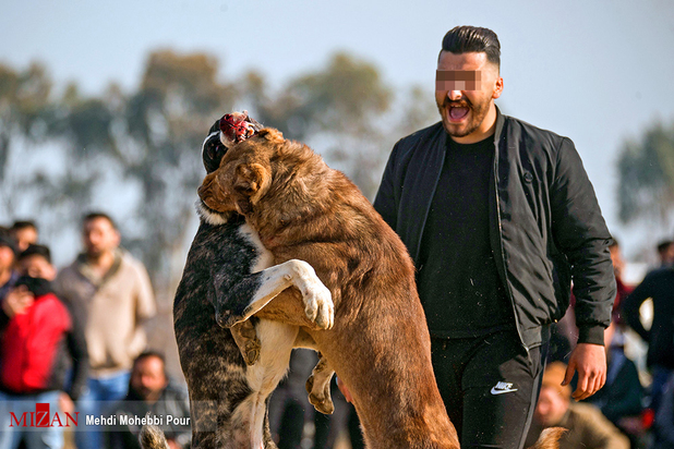 جنگ خونین سگ‌ها