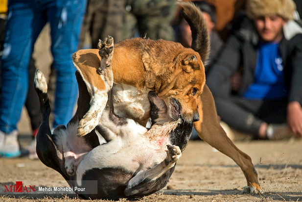 جنگ خونین سگ‌ها