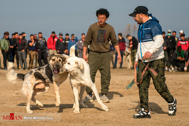 جنگ خونین سگ‌ها
