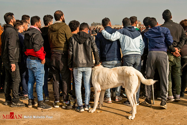 جنگ خونین سگ‌ها