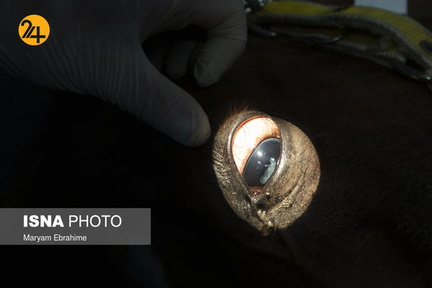 عمل جراحی پنج حیوان