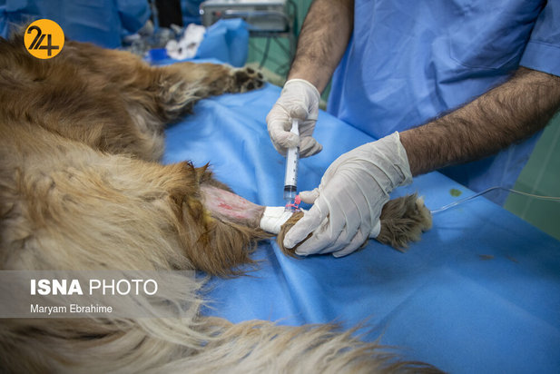 عمل جراحی پنج حیوان