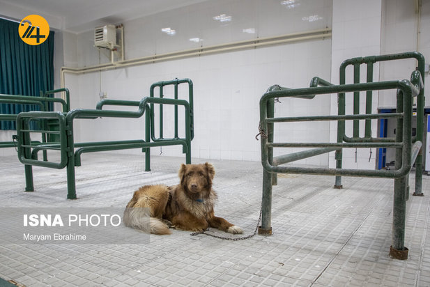 عمل جراحی پنج حیوان