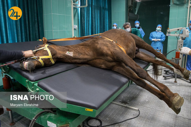 عمل جراحی پنج حیوان