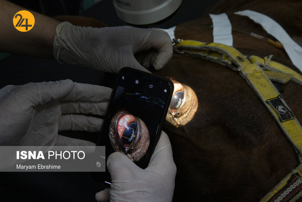 عمل جراحی پنج حیوان