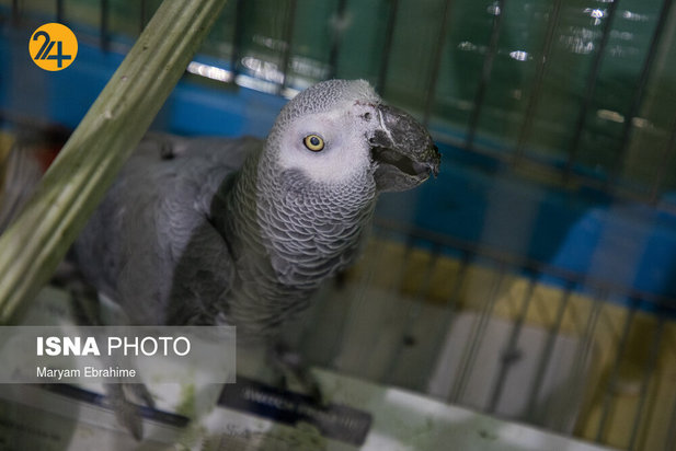 عمل جراحی پنج حیوان