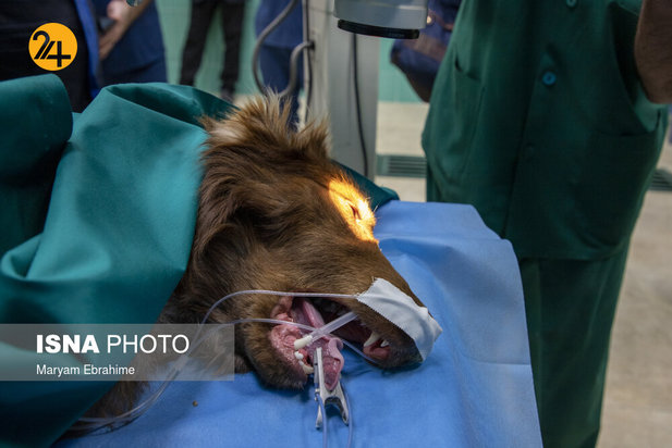 عمل جراحی پنج حیوان