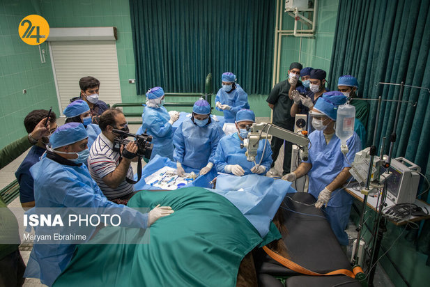 عمل جراحی پنج حیوان