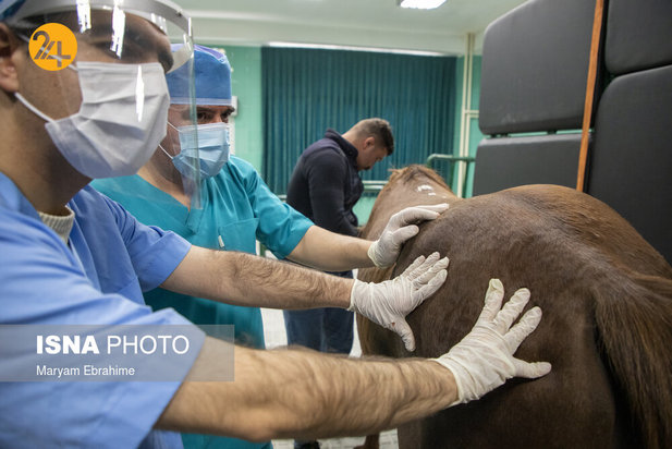 عمل جراحی پنج حیوان