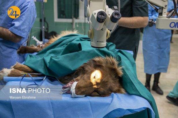 عمل جراحی پنج حیوان