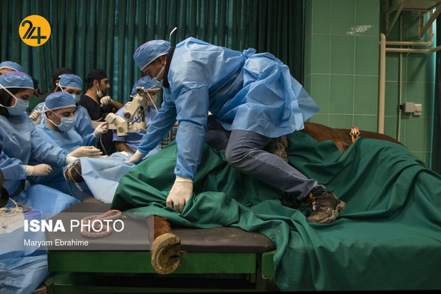 عمل جراحی پنج حیوان