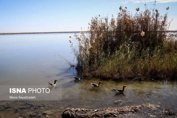 تالاب شادگان