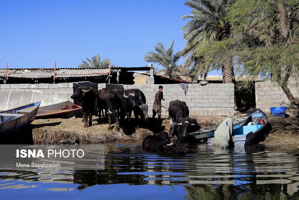 تالاب شادگان