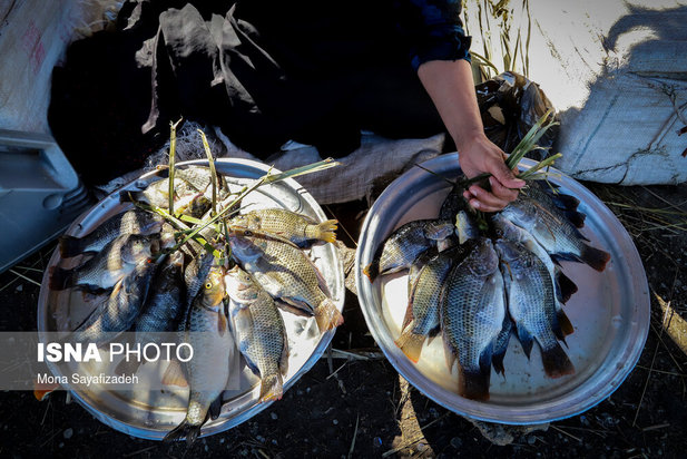 تالاب شادگان