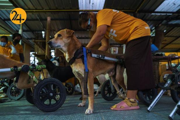 پناهگاه سگ‌های معلول در تایلند
