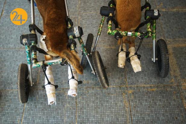 پناهگاه سگ‌های معلول در تایلند