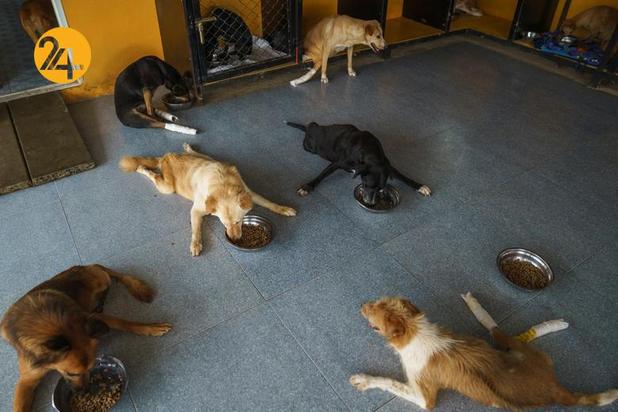 پناهگاه سگ‌های معلول در تایلند